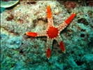 starfish-sipadan